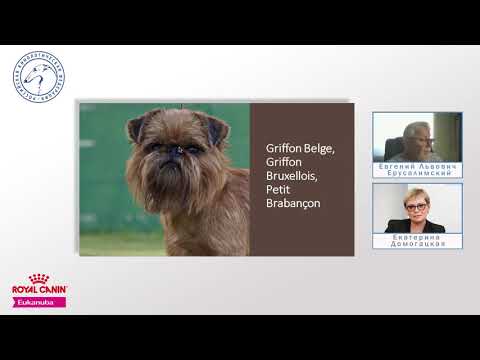 Видео: Особенности судейства десяти групп пород FCI Группа IX (ч.3) | «Ответственное собаководство онлайн»