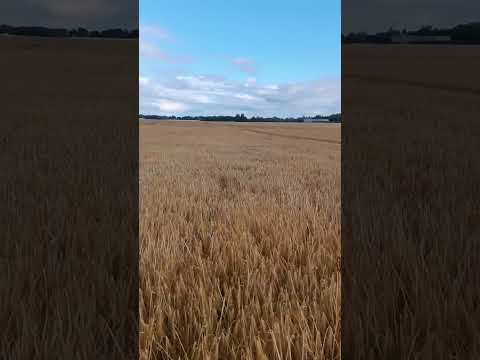 Видео: Озимый ячмень, мое видение  технологии и  перспективы этой культуры.