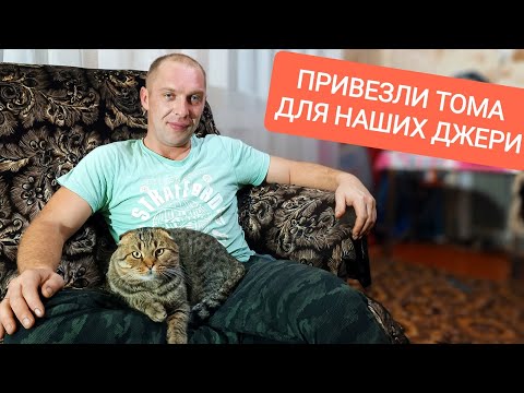 Видео: Наши Джери будут ходить по струнке- привезли Тома. Посадка озимого чеснока 3 видов. Утепляем теплицу