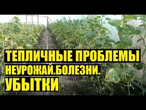 Видео: ПЕЧАЛЬНЫЙ ОПЫТ. Огурец второй оборот.