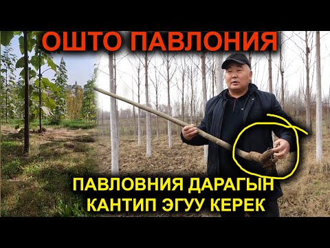 Видео: Ошто ПАВЛОНИЯ дарагын кантип эгуу керек |#Кыргызстан 24