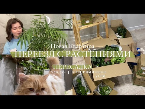Видео: Мой переезд || пересадка, уход за растениями | иду в OBI