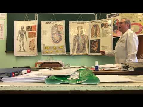 Видео: Лимфатическая система