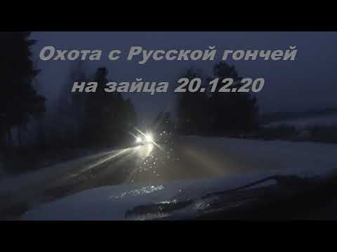 Видео: Охота с Русской гончей на зайца 20 12 20