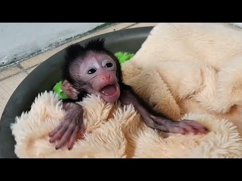 Видео: Первый день этого бедного детеныша обезьяны в моем доме. Я чувствую, что он очень печален.