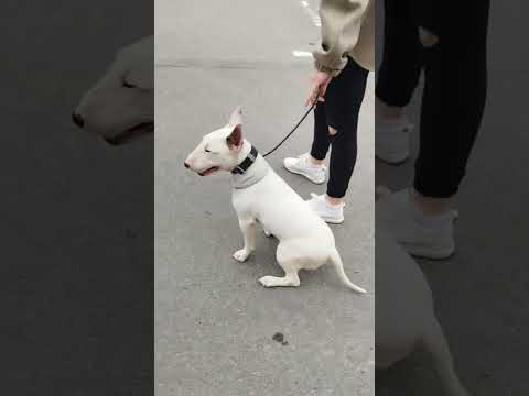 Видео: Перевоспитание бультерьера.