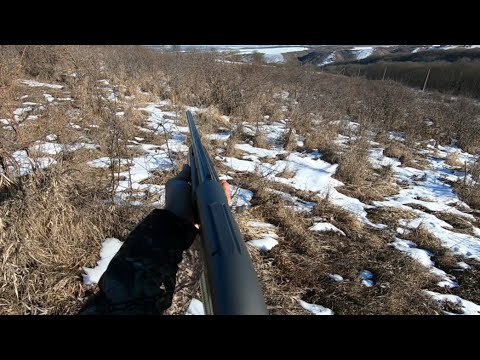 Видео: Охота в Кабардино-Балкарии.