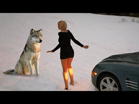 Видео: Девушку выбросили в темный лес на радость голодным зверям и скрылись. И тут она встретила волка