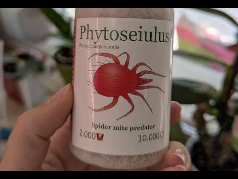 Видео: Phytoseiulus persimilis - полезният хищен акар