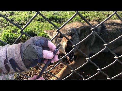 Видео: Инквизиторская петля. Ловушки чтобы выжить