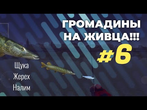 Видео: Такую ЩУКУ не всегда поймаешь!!! | Ultimate Fishing Simulator | На живца