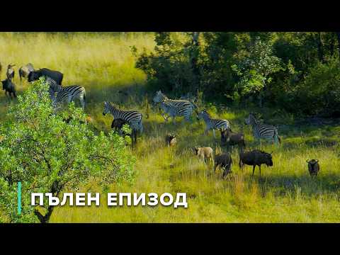 Видео: Тревопасни и хищници от Уотърбърг | Дивите пейзажи на Африка 101