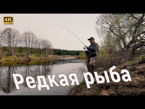 Видео: Редкая РЫБА на СПИННИНГ с БЕРЕГА. Рыбалка в апреле 2024