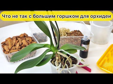 Видео: Пересадить орхидею в правильный горшок Размер горшка для орхидей имеет значение