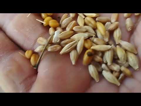 Видео: 86. Қошкарларды бордақылауға қаншалықты норма жем беремін