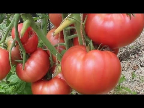 Видео: ТЕ САМЫЕ, СТАРИННЫЕ СЕМЕЙНЫЕ СОРТА ТОМАТОВ!