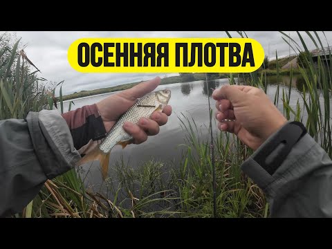 Видео: #мормышинг | Осенняя активная плотва |