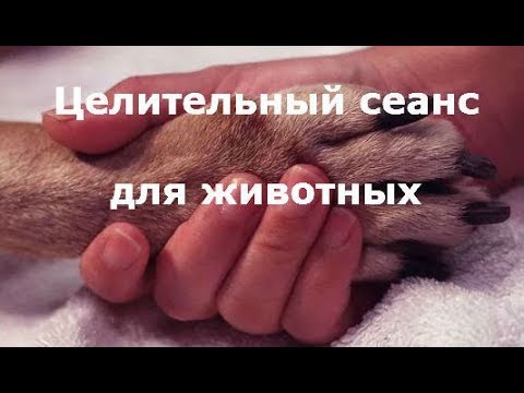 Видео: Запись целительного сеанса для животных