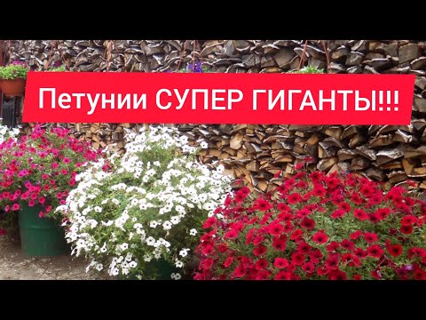 Видео: Посев петунии//Супер способ от Бориса Борисова!