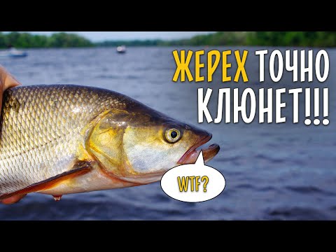 Видео: НА ЧТО ЛОВИТЬ ЖЕРЕХА ЛЕТОМ? Вся рыба клюет в корягах.