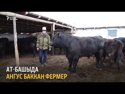 Видео: Ат-Башыда ангус баккан фермер