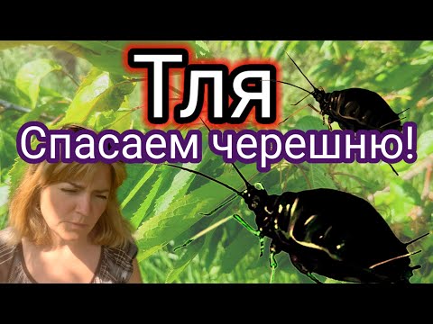 Видео: Тля на черешне. Методы борьбы с тлёй.