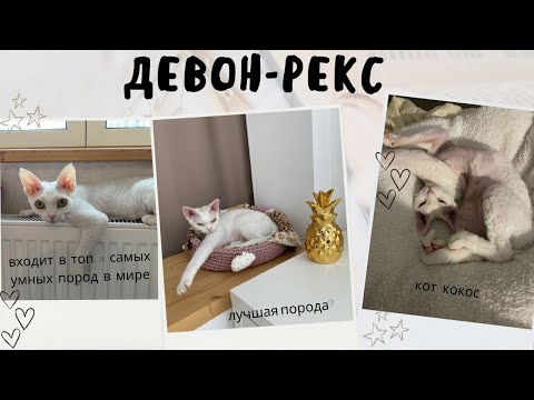 Видео: Порода - ДЕВОН РЕКС / Все о моем Кокосе
