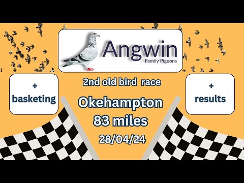 Видео: Гоночные голуби, 2-я гонка