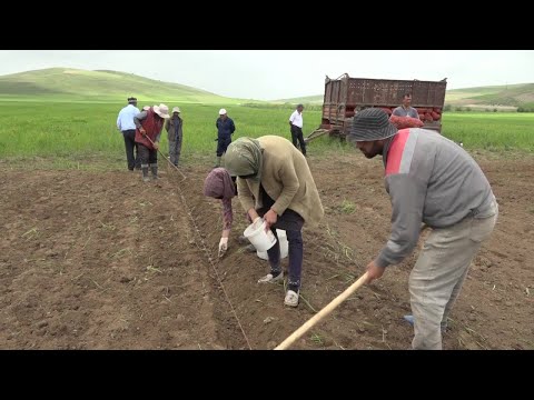 Видео: Кишти картошка дар Шурообод