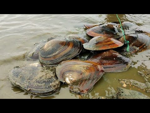 Видео: Ужасный засушливый сезон. Жемчужные устрицы на дне озера. Мы должны собрать их сейчас