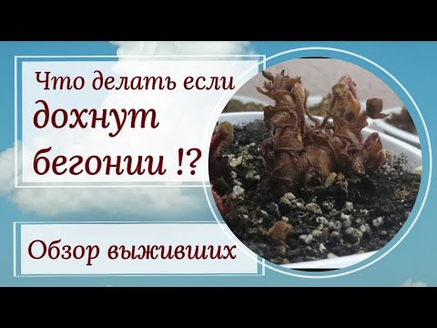 Видео: Что делать если погибают бегонии?! Стоит ли реанимация свеч? 🤔 Обзор выживших.