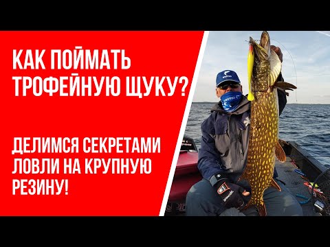 Видео: Как поймать большую щуку: советы по ловле на крупную резину!