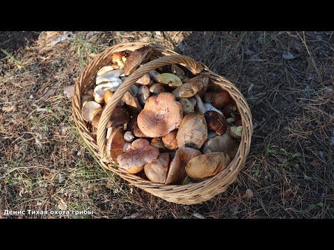 Видео: Боровик сетчатый, подберёзовики и другие грибы в Хреновском бору