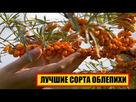 Видео: ЛУЧШИЕ СОРТА ОБЛЕПИХИ || ОБЛЕПИХА. УРОЖАЙНЫЕ СОРТА