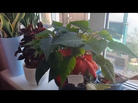 Видео: Мои комнатные растения. Как растут ,как развиваются . Мои новинки.  Обзор. 18.07.2021 г.