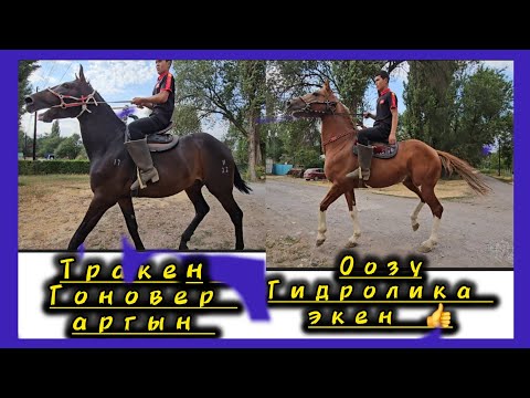 Видео: Дыйкандын аргымактары зор экен 😍😍😍 Өзүмө ат кылып минем дегендер көргүлө 👆