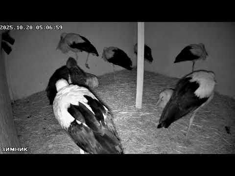 Видео: 🔴LIVE🔴 Брестский аист, Зимник