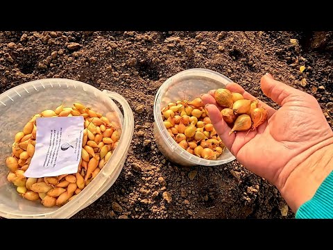 Видео: Все тонкости, плюсы и минусы посадки ОЗИМОГО ЛУКА!!