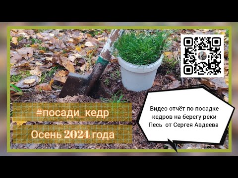 Видео: Видеоотчёт по посадкам кедра сибирского от Сергея Авдеева на берегу реки Песь.