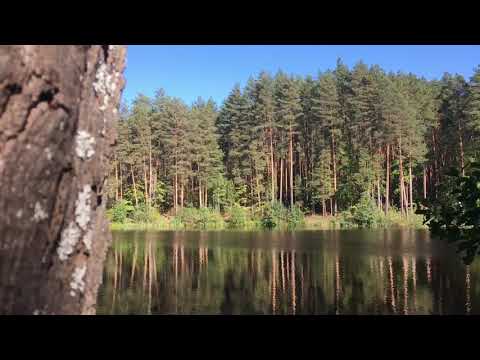 Видео: Тамбовские леса