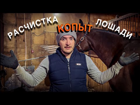 Видео: Каким должно быть идеальное копыто лошади? Ищем баланс.