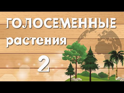 Видео: ГОЛОСЕМЕННЫЕ. Ель и сосна сравнение. Строение древесины.