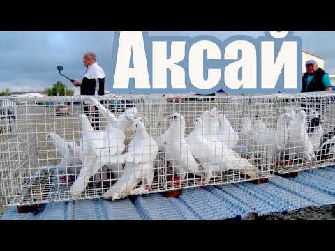 Видео: Птичий рынок. Ростов-на-Дону. Аксай. [18.05.2025]