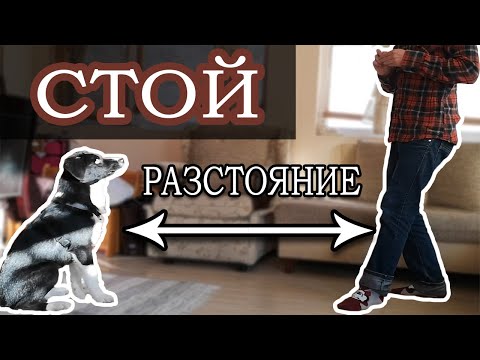 Видео: Как учим кучето на "Стой" - Част 2 - Разстояние