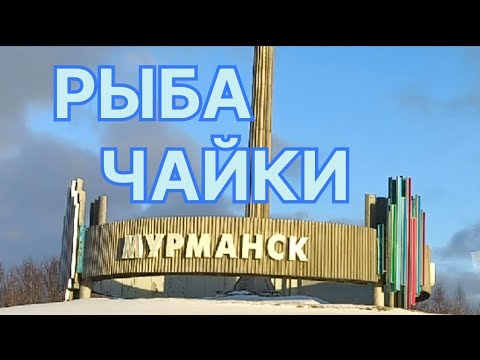 Видео: ✅ МУРМАНСК. РЫБА. ЧАЙКИ. НОРНИКЕЛЬ.