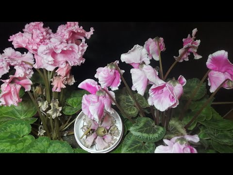 Видео: Цикламены. (Cyclamen) Как я опыляю цикламены и скрещиваю сорта.