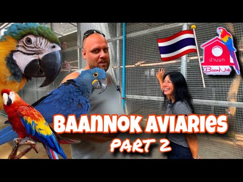 Видео: ЭКСТРЕМАЛЬНАЯ КОЛЛЕКЦИЯ ЭКЗОТИЧЕСКИХ ПОПУГАЕВ (BaanNok Aviaries, ТАИЛАНД) - Последняя часть