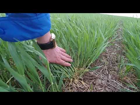 Видео: Выращивание озимого ячменя. No-till. 19.04.2018. Обработка фунгицидом, и регулятором роста