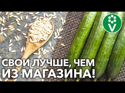 Видео: КАК СОБРАТЬ СЕМЕНА ОГУРЦОВ В ДОМАШНИХ УСЛОВИЯХ? Секрет будущих БОЛЬШИХ урожаев!