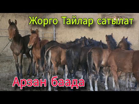Видео: САТЫЛДЫ ЧАЛМАЙ ЖОК 